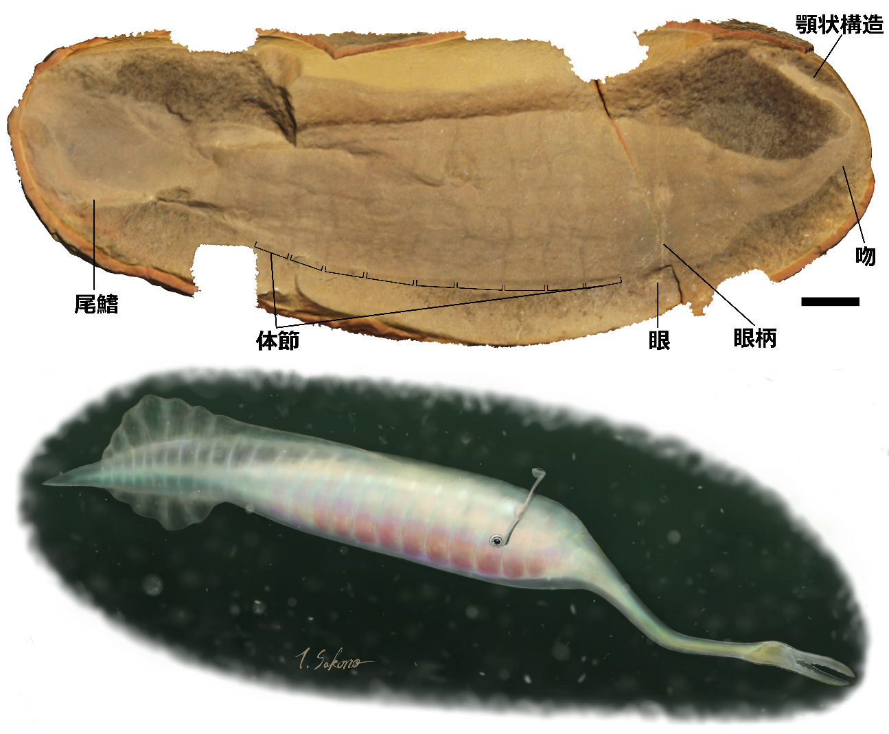 Treasure Trove of Museum Specimens Leads to Identity of 300 Million-Year-Old 