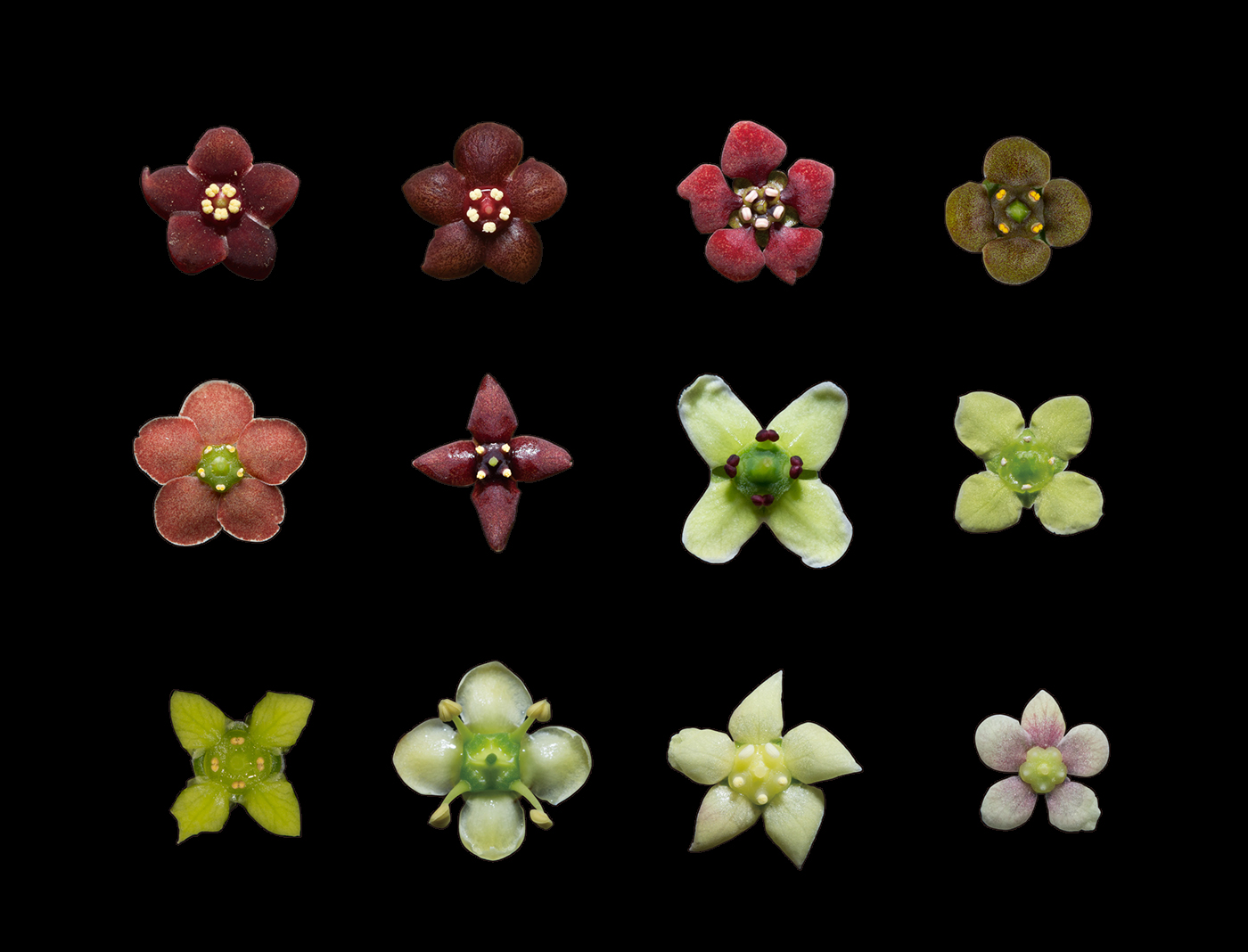 The dark red flower hides an unknown pollination syndrome.