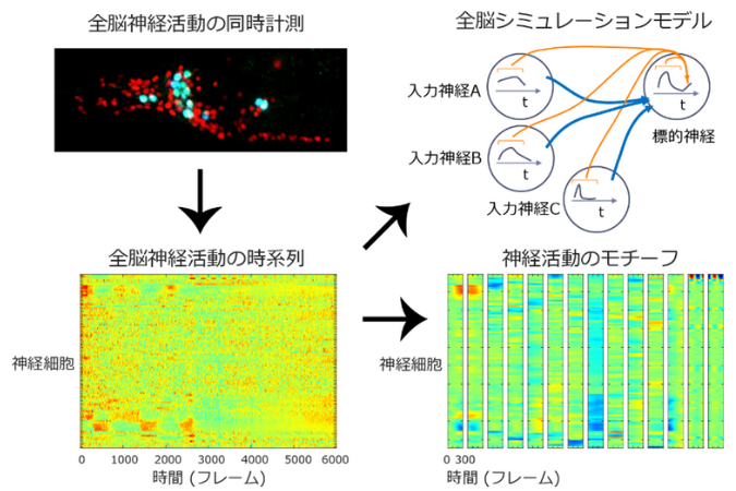 “Noisy” roundworm brains give rise to individuality