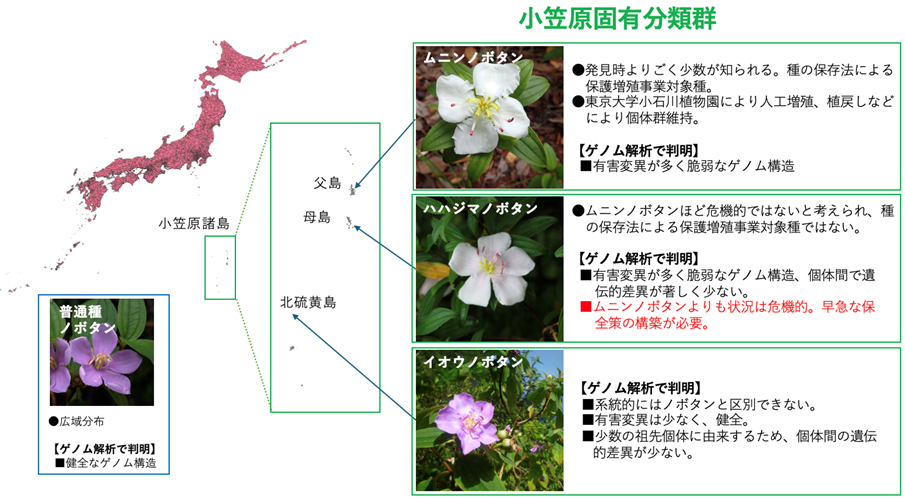 Overlooked Extinction Risks of World Natural Heritage Ogasawara Endemic Species