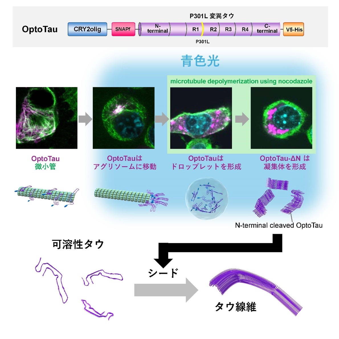Light-induced Protein Aggregation Tool Leads to New Understanding of Tau Aggregation Generation Mechanisms in the Brains of Alzheimer's Disease Patients and Others