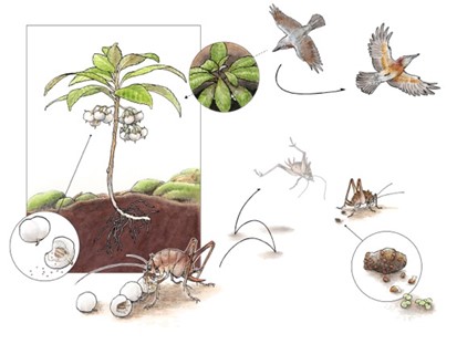 Plants offer fruit to insects to disperse dust-like seeds