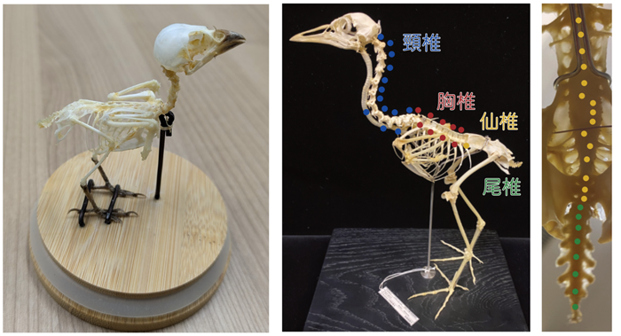 A dream inspired by Pokémon: Genome and Morphogenesis