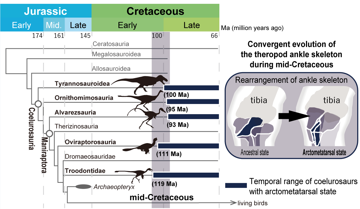 Evolution of high-speed running in the Cretaceous dinosaurs