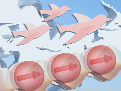 “Capturing order created by quantum swarms” Assistant Prof. Kazuaki Takasan, Res. Kyosuke Adachi