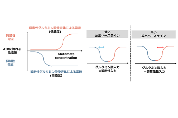 Molecular mechanism behind migration revealed in salt-seeking worms