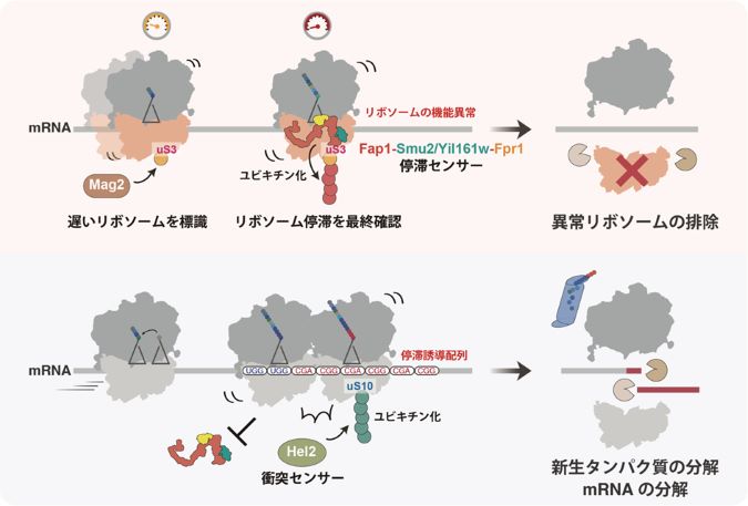 Identification of a single, stagnant ribosomal sensor factor, Fap1