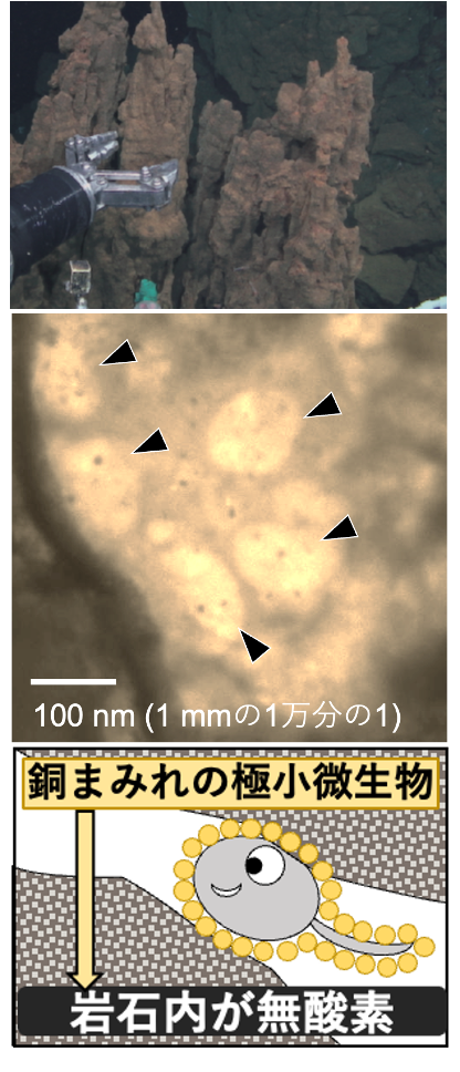 Research Student's Frontiers of Research: Primitive Life Hidden in Rock Cracks Reveals the Mystery of the Birth of Life