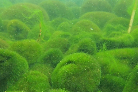 Massive marimo algae balls at risk from deadly winter sunburn